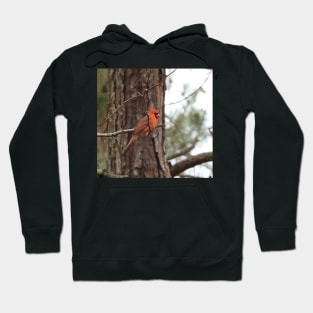 Male Northern Cardinal Hoodie